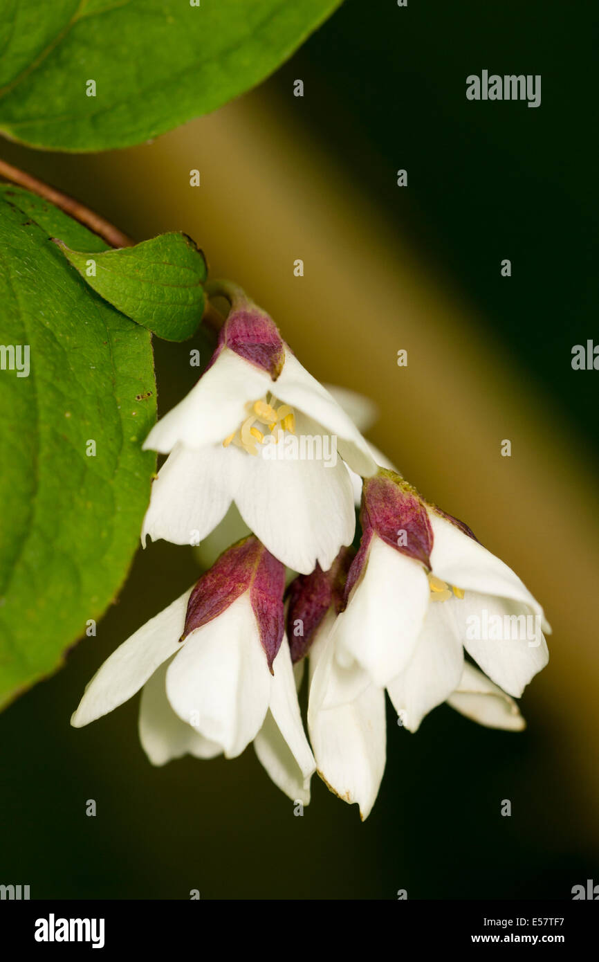 Small, scented flowers of the hardy shrub, Philadelphus purpurascens Stock Photo