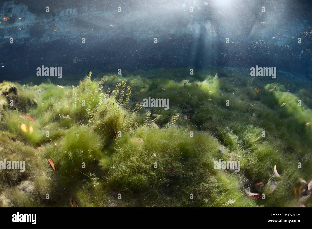 Three Sisters Spring - protected habitat for West-Indian manatees