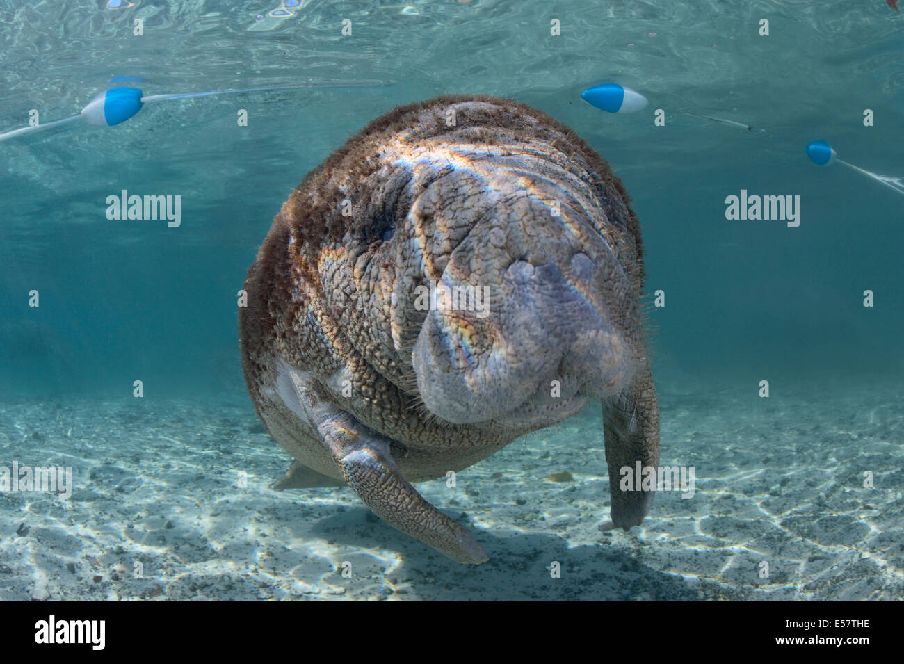 Wild endangered animals - West-Indian manatees at protected habitat in  Three Sisters Springs, Florida, USA Stock Photo - Alamy