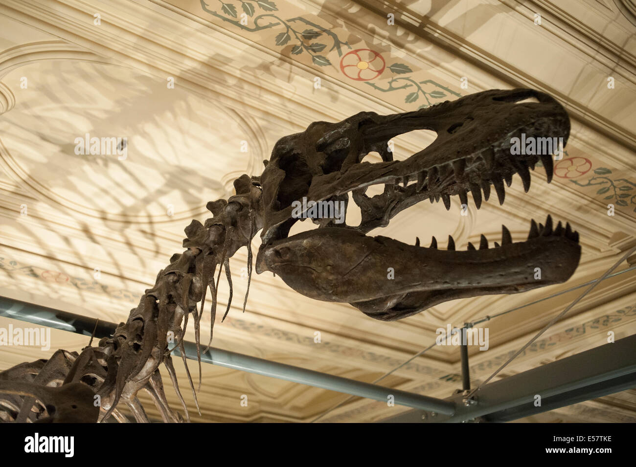 Albertosaurus Sarcophagus Skeleton