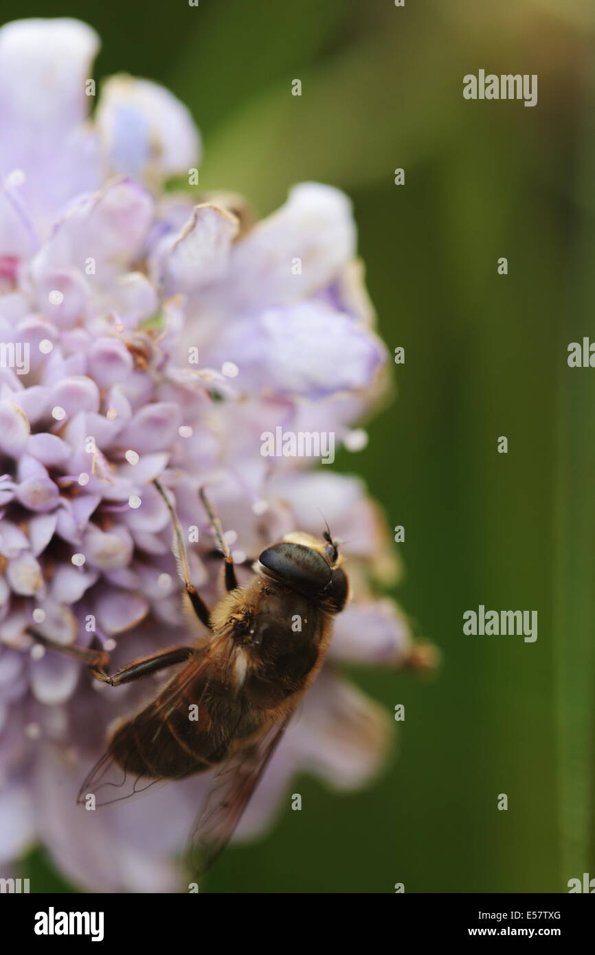Bee wing macro hi-res stock photography and images - Alamy