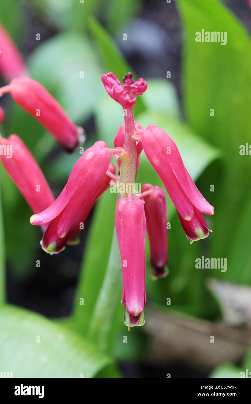 Flowering inflorescence of lachenalia rubra winter growing bulbous plant endemic to the Cape provinces, S Africa Stock Photo