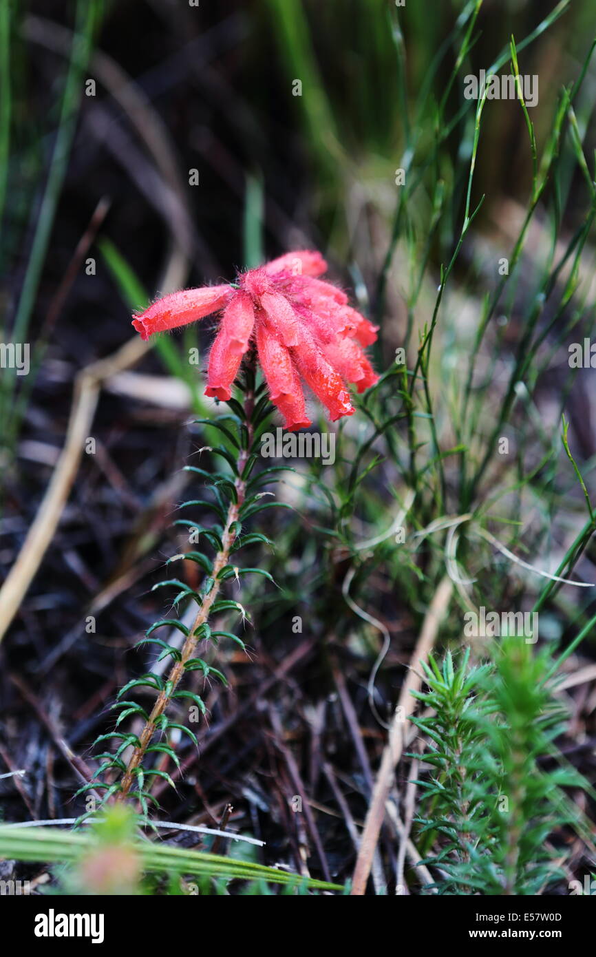 Close up of an erica species Stock Photo