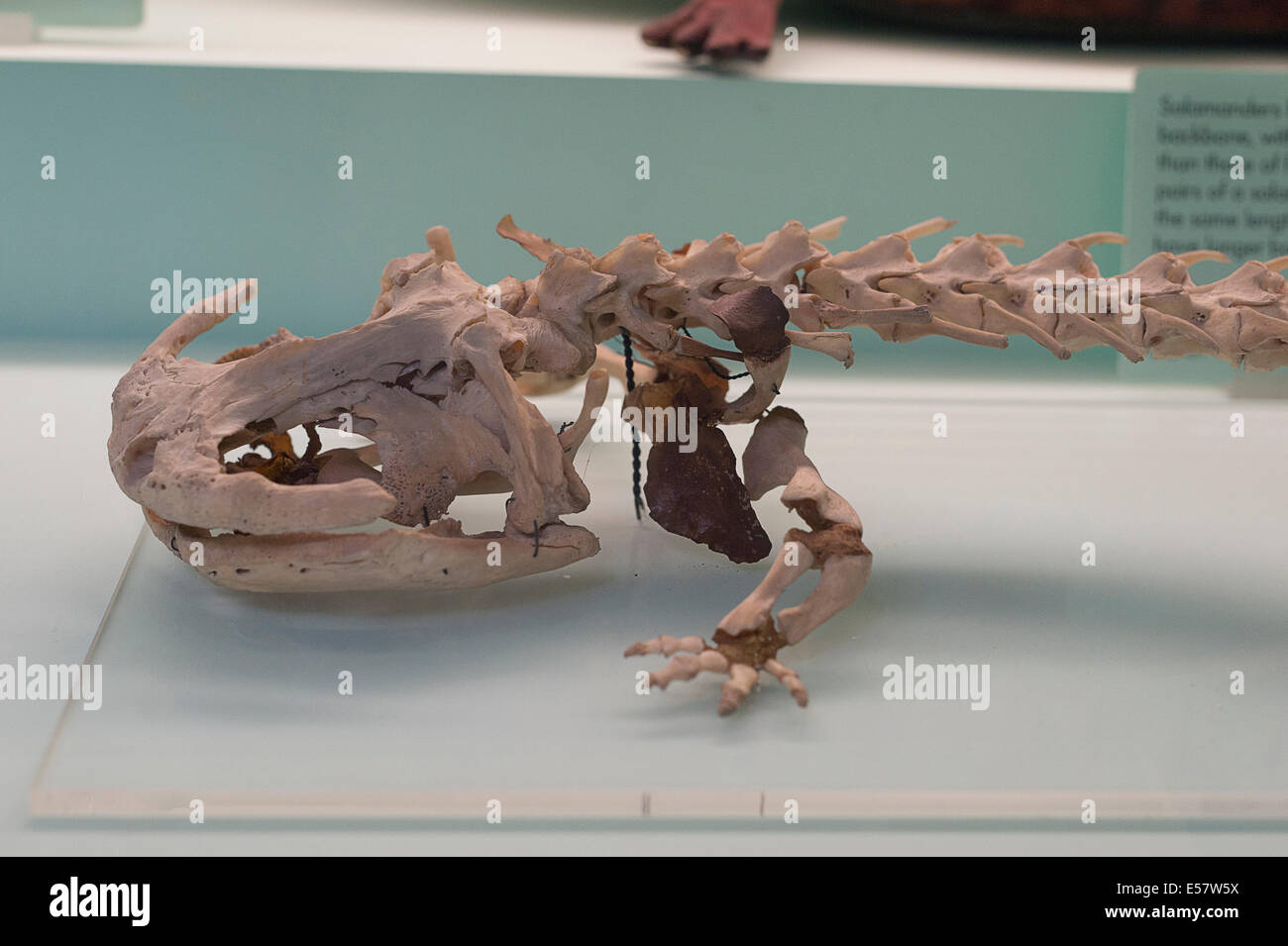 Skeleton of Japanese Giant salamander, Andrias japonicus, Japan Stock Photo