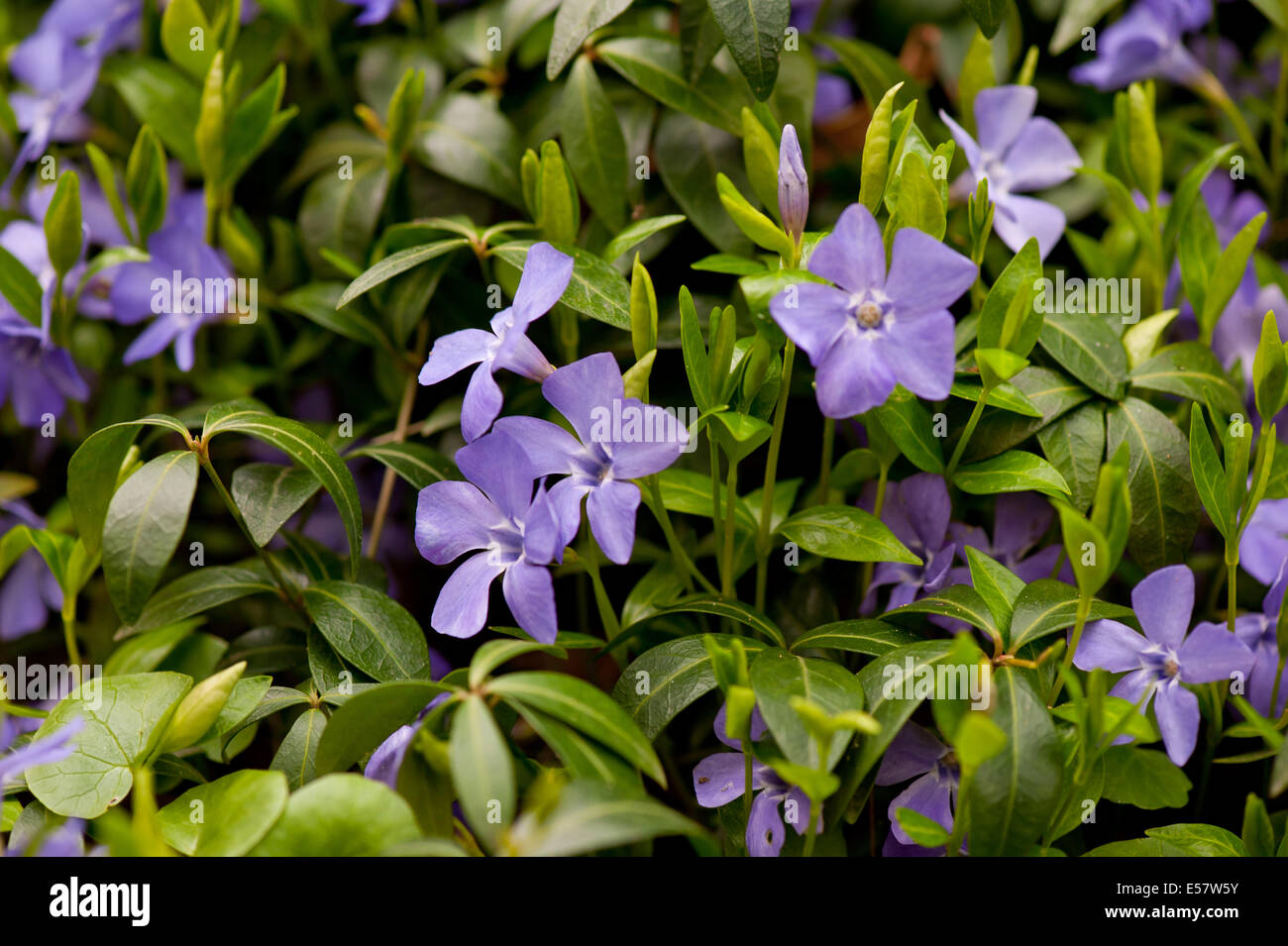 Purple Vinca or Periwinkle flowers Stock Photo