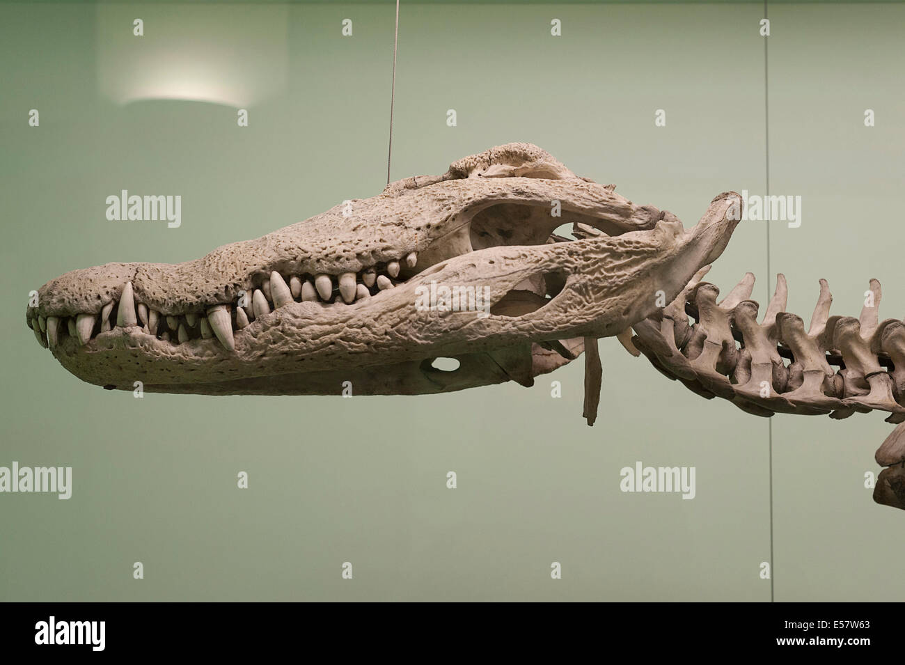Skull of Nile Crocodile, Crocodilus niloticus, Crocodilidae, Africa, reptile, reptiles Roberto Nistri horizontal Stock Photo