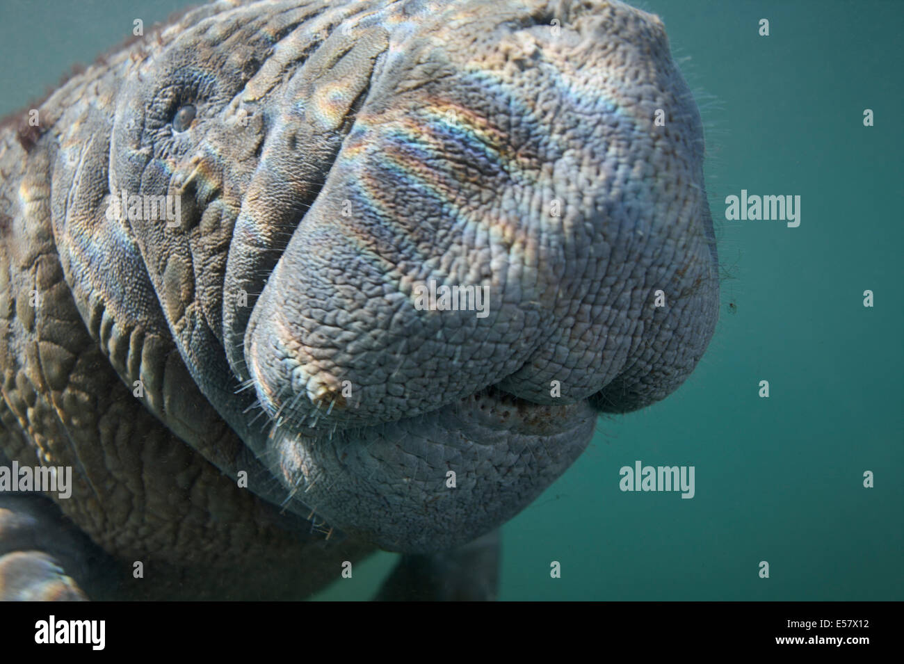 Wild endangered animals - West-Indian manatees at protected habitat in Three Sisters Springs, Florida, USA Stock Photo - Alamy Wild endangered animals - West-Indian manatees at protected habitat in Three Sisters Springs, Florida, USA Stock Photo - Alamy