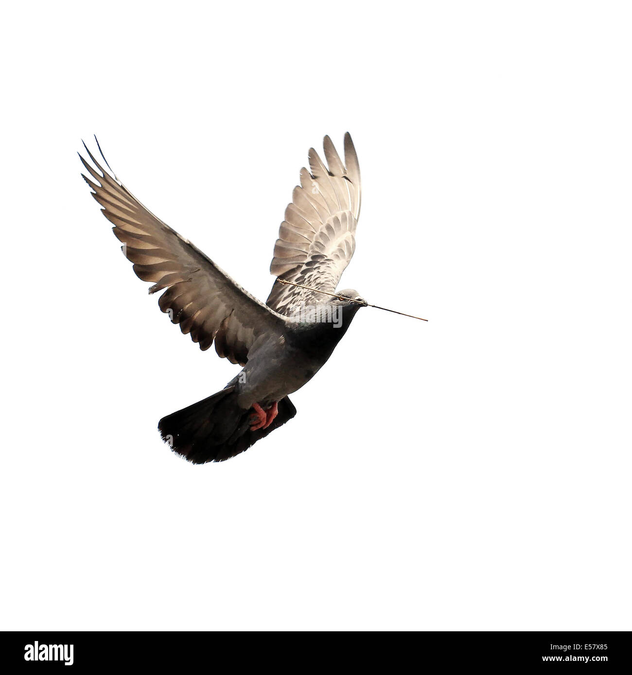flying dove isolated on white background Stock Photo