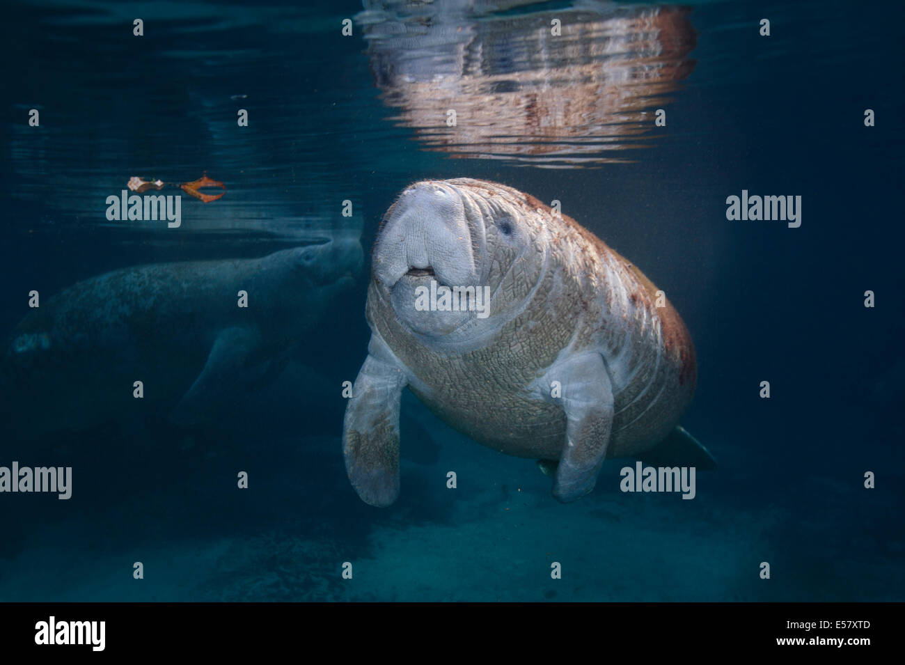 Wild endangered animals - West-Indian manatees at protected habitat in