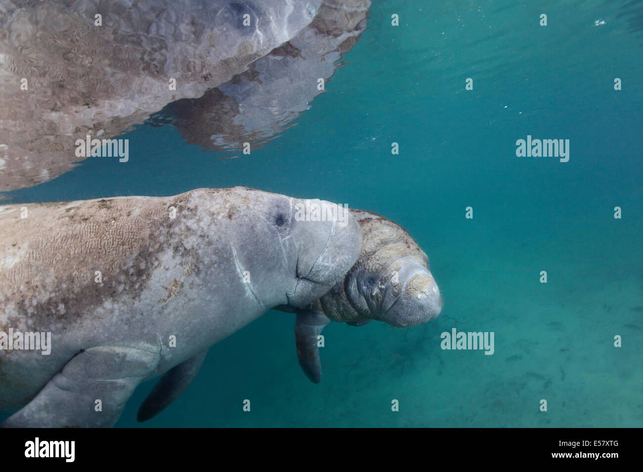 Wild endangered animals - West-Indian manatees at protected habitat in Three Sisters Springs ...
