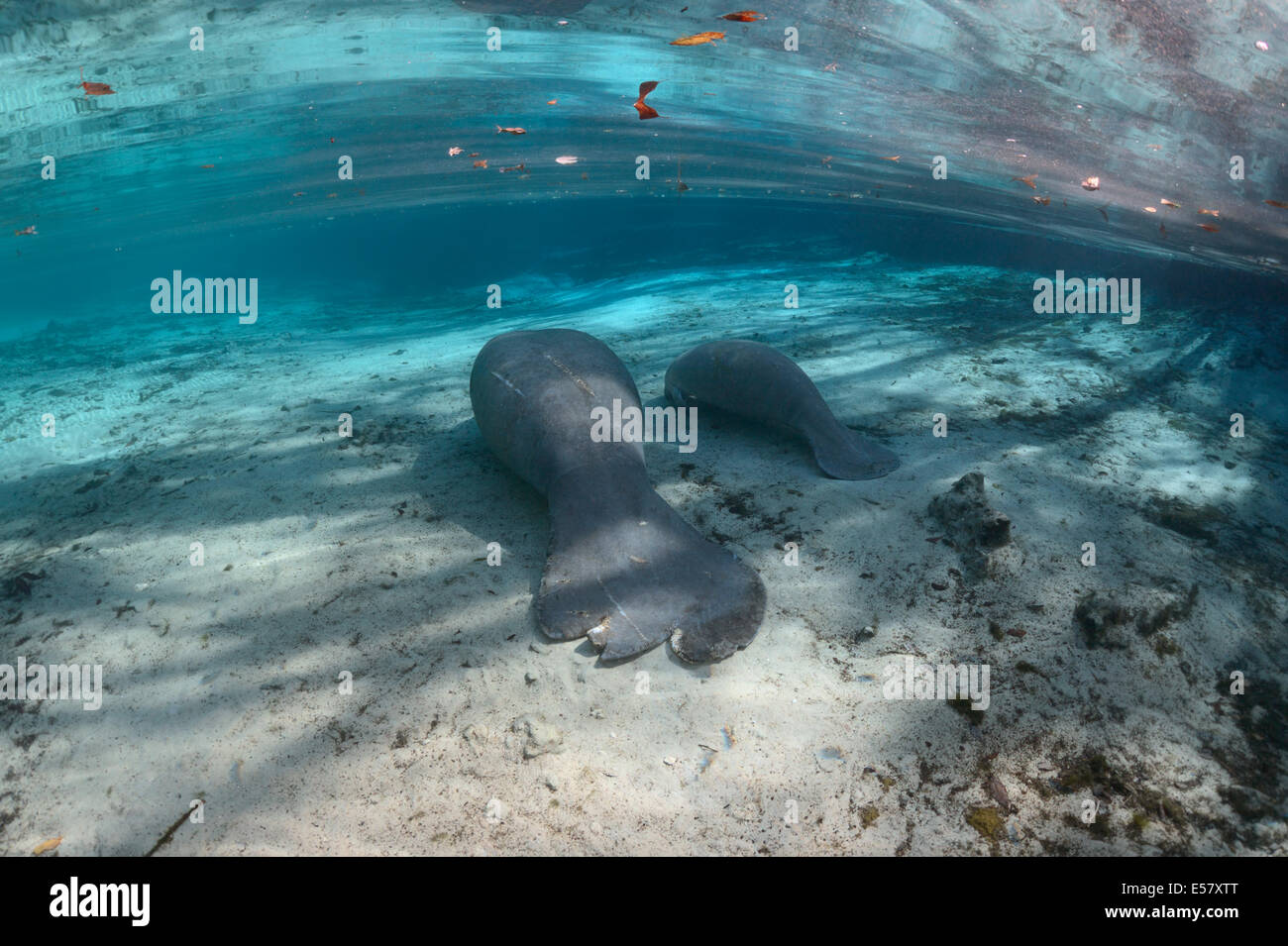 Wild endangered animals - West-Indian manatees at protected habitat in Three Sisters Springs ...