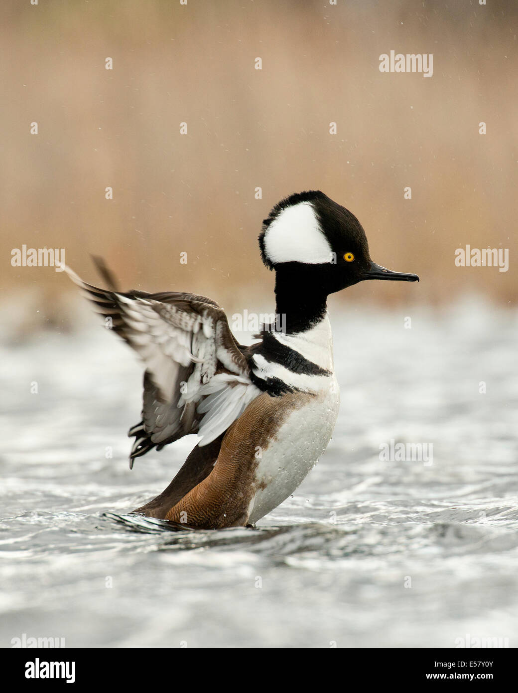 Drake Hooded Merganser Stock Photo Alamy