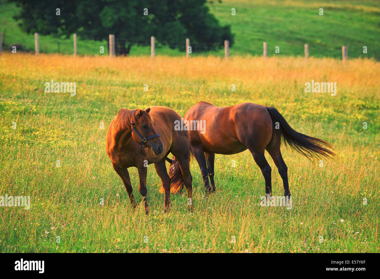 Horses, Two Horses Pair Stock Photo