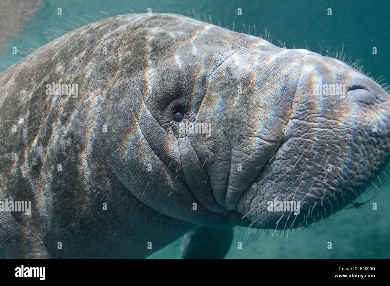Wild endangered animals - West-Indian manatees at protected habitat in
