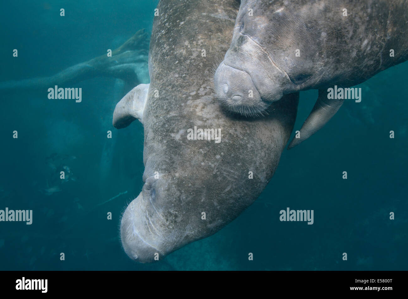 Wild endangered animals - West-Indian manatees at protected habitat in Three Sisters Springs ...
