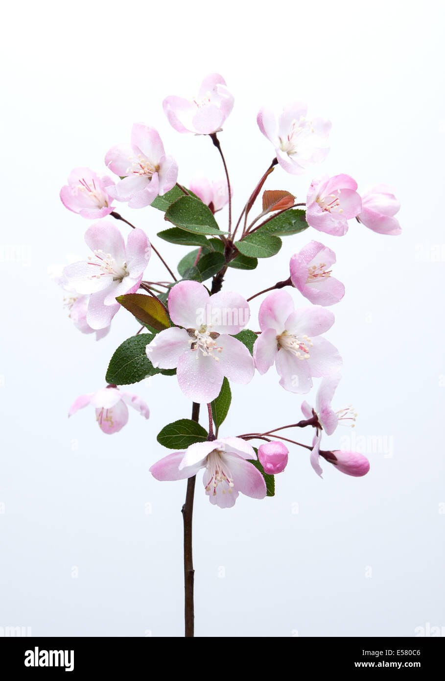 Malus halliana flower in spring Stock Photo