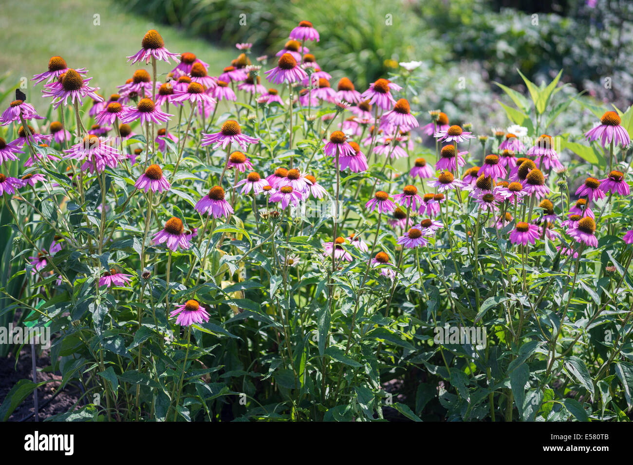 Purple cone flowers Echinacea purpurea Stock Photo