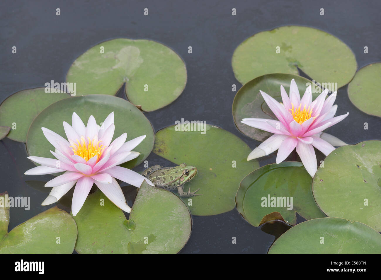 Two pink water lilies and the green frog Stock Photo