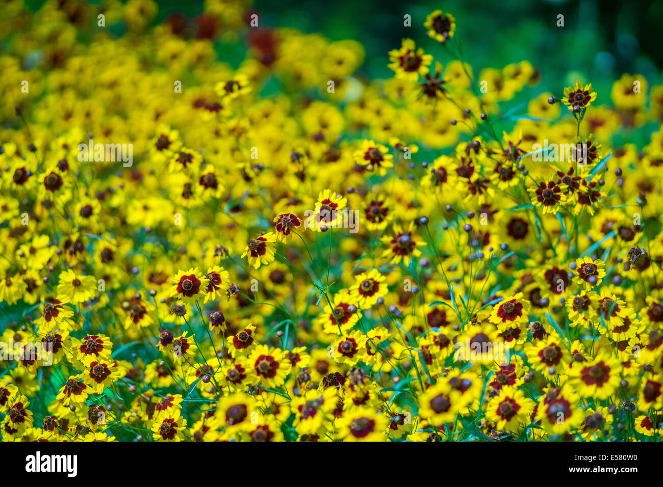 Coreopsis Tinctoria High Resolution Stock Photography and Images - Alamy
