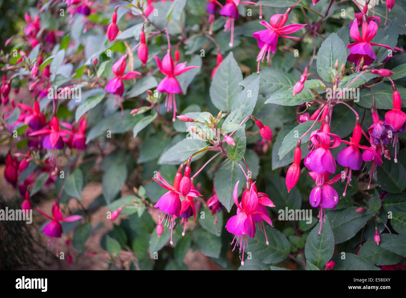 Fuchsia hybrida red and purple flowers close up Stock Photo Alamy