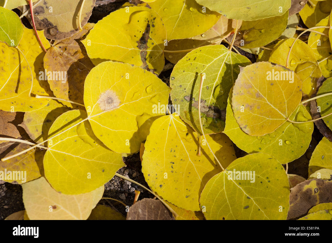 fallen yellow and brown aspen leaves on the ground Stock Photo