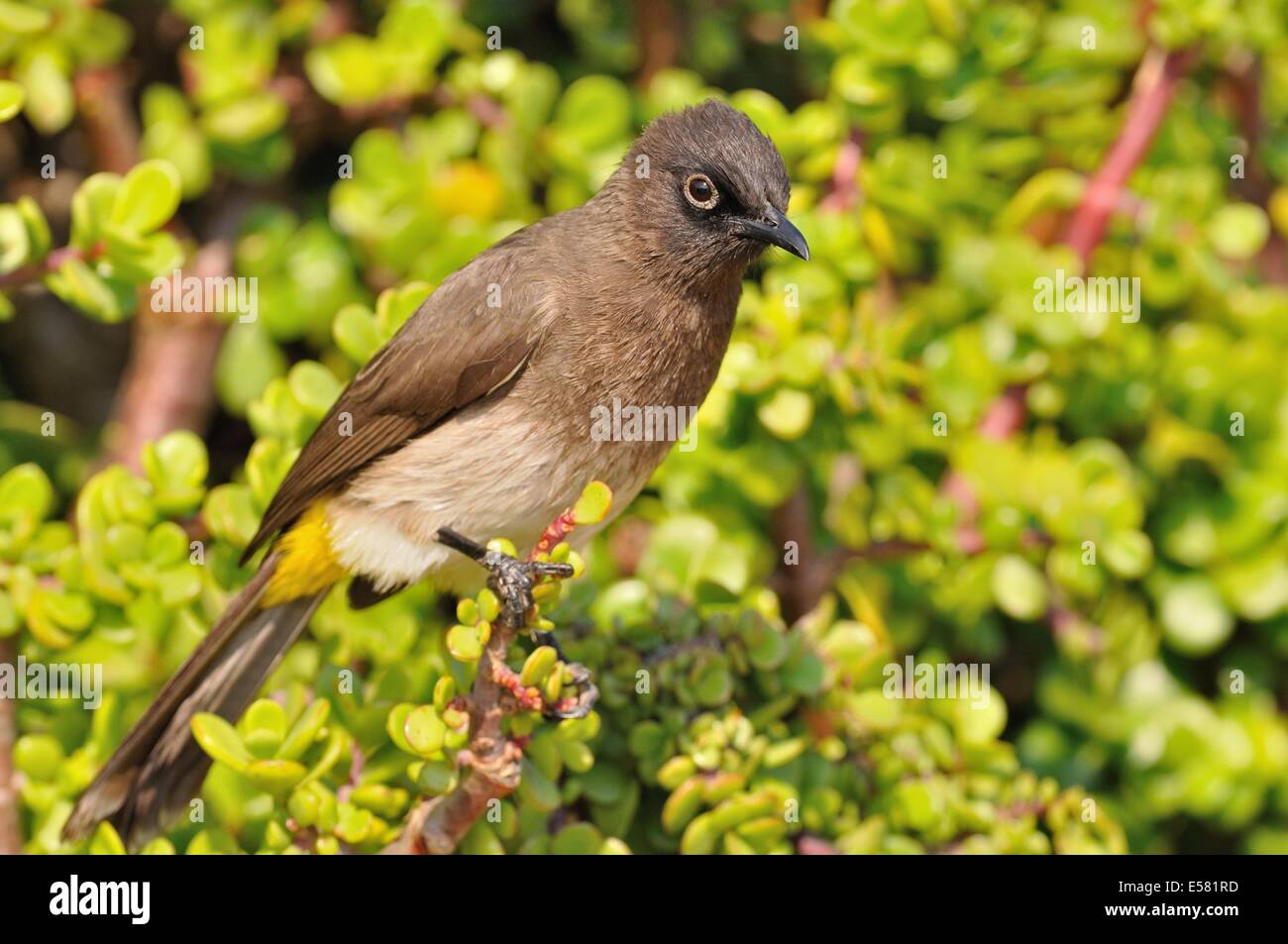 Cape Bulbul (Pycnonotus capensis) on a Spekboom tree (Portulacaria afra), Addo National Park, Eastern Cape, South Africa, Africa Stock Photo