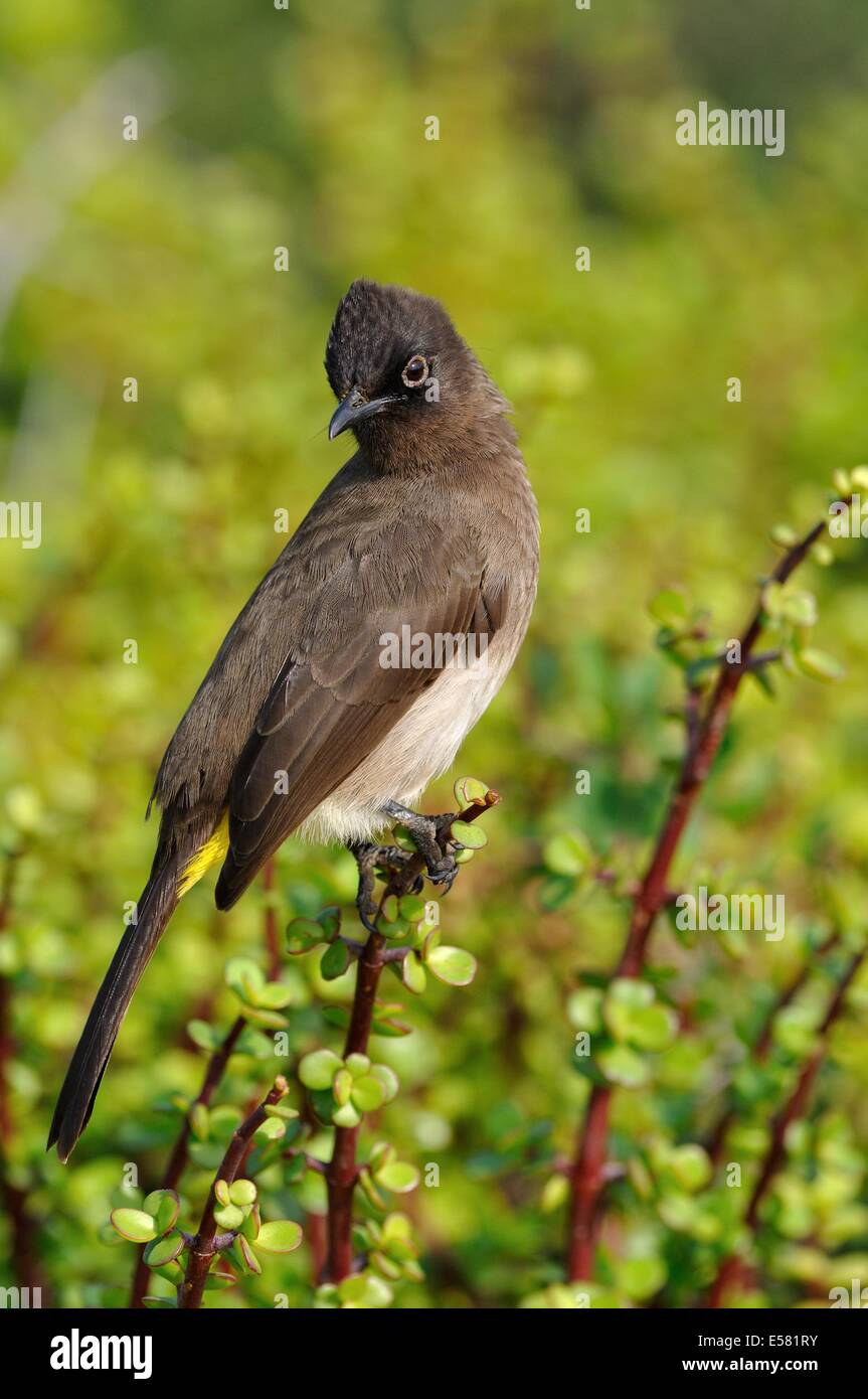 Cape Bulbul (Pycnonotus capensis) on a Spekboom tree (Portulacaria afra), Addo National Park, Eastern Cape, South Africa, Africa Stock Photo