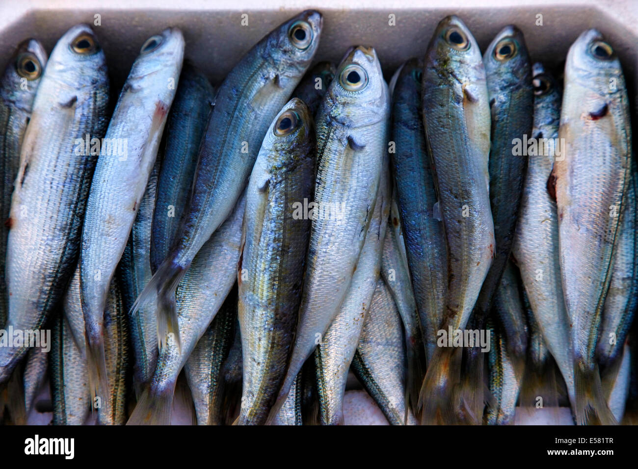 small fish on a counter of shop Stock Photo - Alamy
