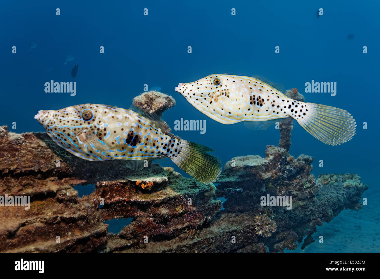 Two scrawled filefish (Aluterus scriptus), Red Sea, Egypt Stock Photo