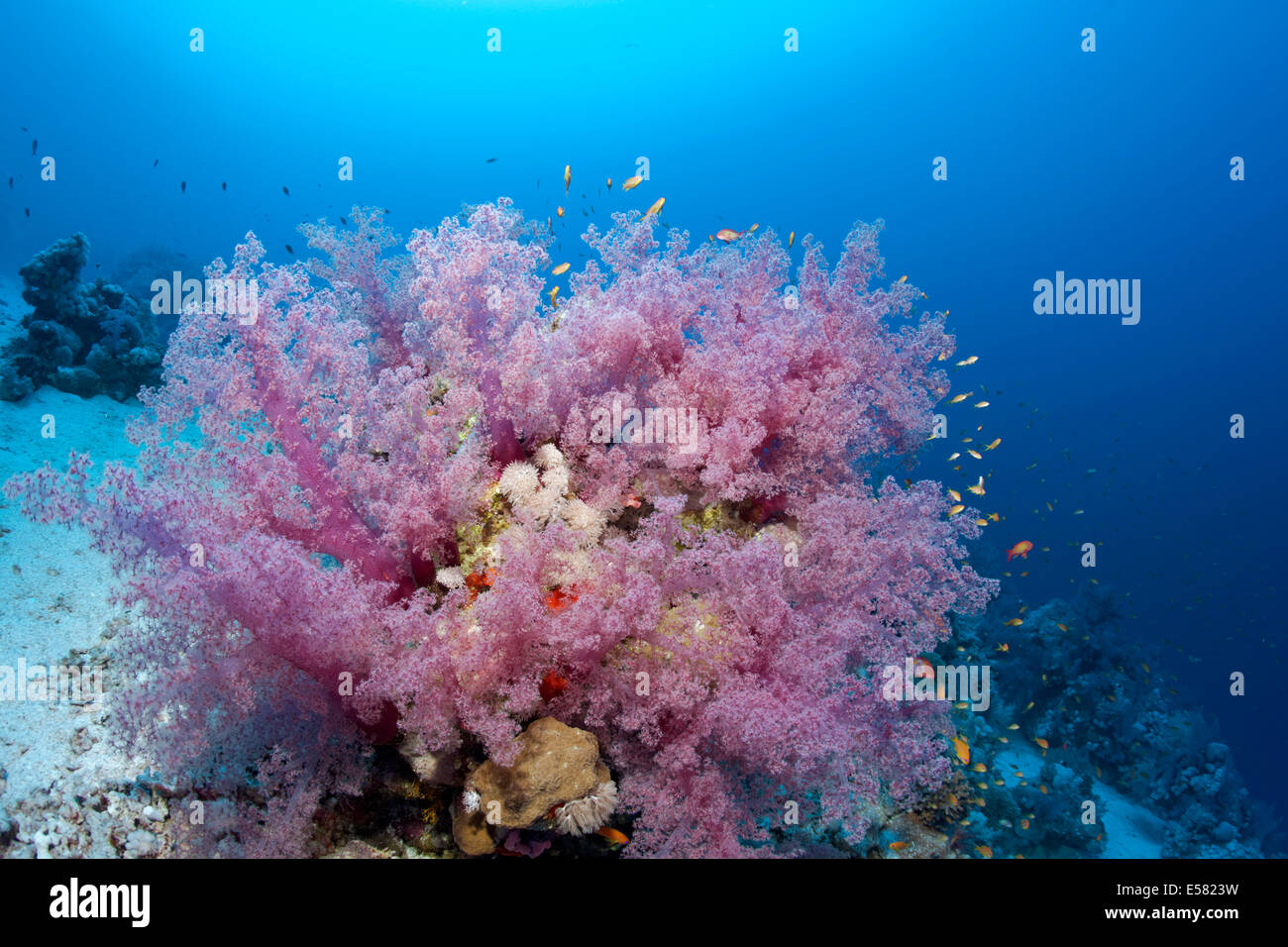 Coral block with Klunzinger soft corals (Dendronephthya klunzingeri), Red Sea, Egypt Stock Photo