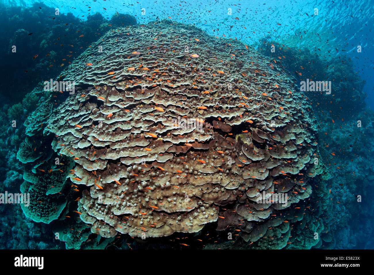 Large Polyped Stone Coral (Merulina ampliata) on steep drop of Zarbagad island, Red Sea, Egypt Stock Photo