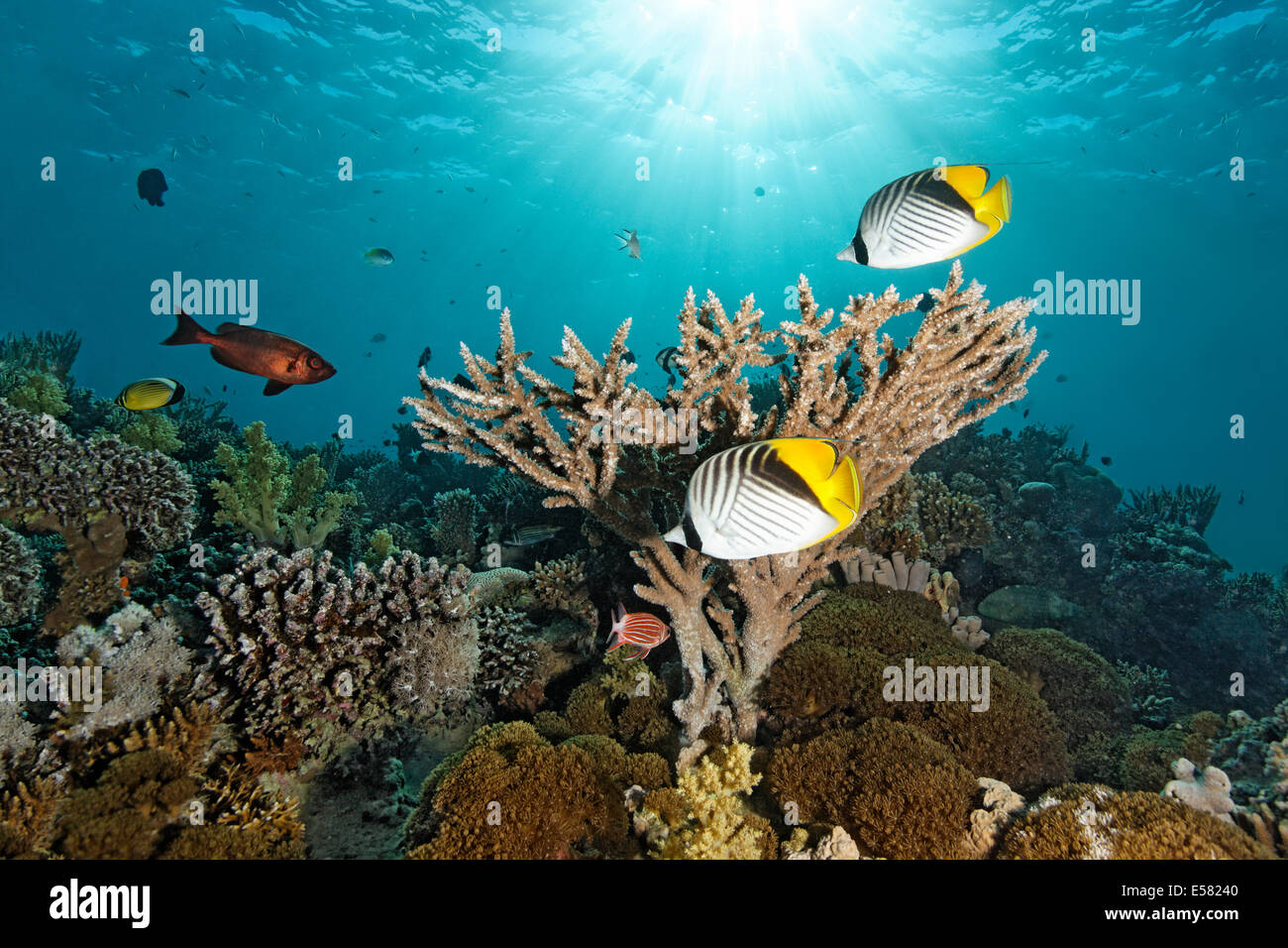 Two Chaetodontidae (Chaetodon auriga), in front of Acropora table coral (Acropora sp.), Red Sea, Egypt Stock Photo