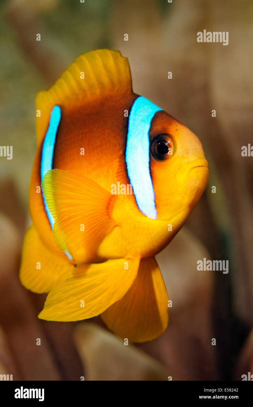 Young Red Sea clownfish (Amphiprion bicinctus), Red Sea, Egypt Stock Photo