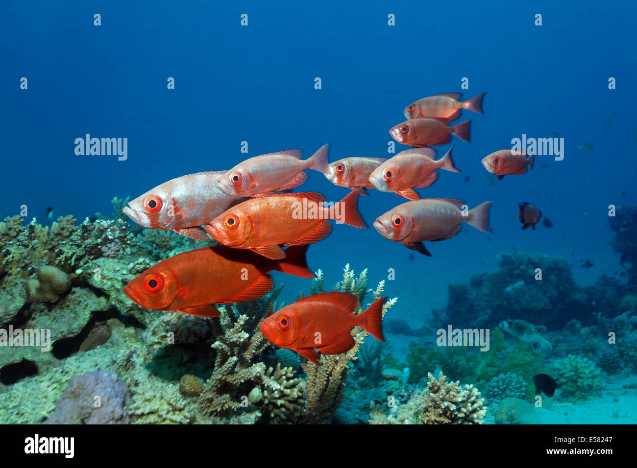 Shoal lunar-tailed bigeye (Priacanthus hamrur) over coral reef, Red Sea, Egypt Stock Photo