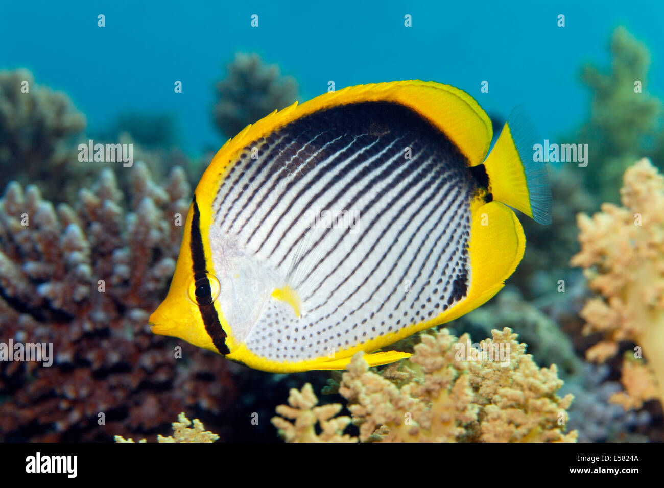 Blackback butterflyfish (Chaetodon melannotus), Red Sea, Egypt Stock Photo