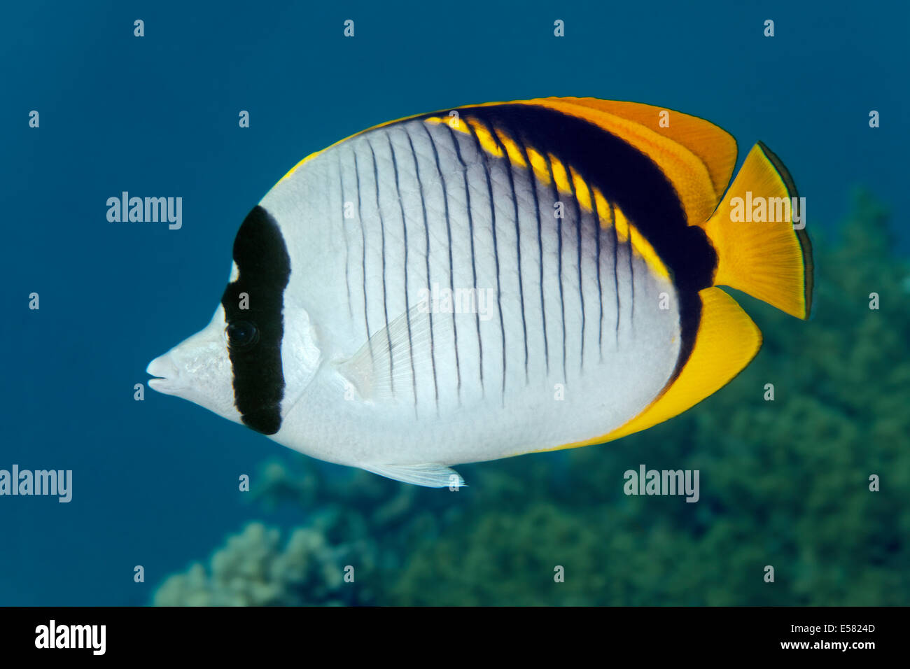 Lined butterflyfish (Chaetodon lineolatus), Red Sea, Egypt Stock Photo