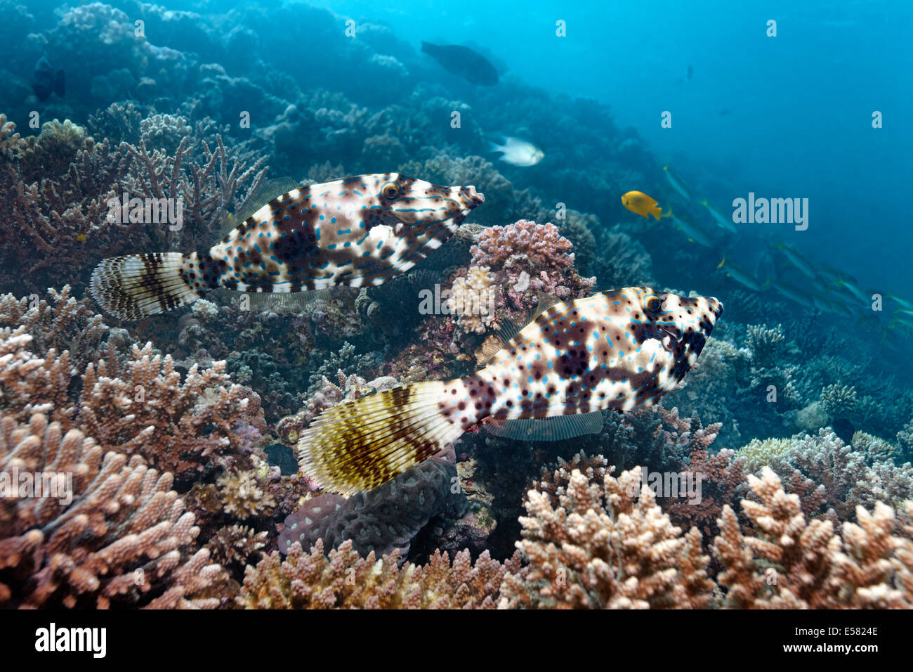 Two scrawled filefish (Aluterus scriptus), Red Sea, Egypt Stock Photo
