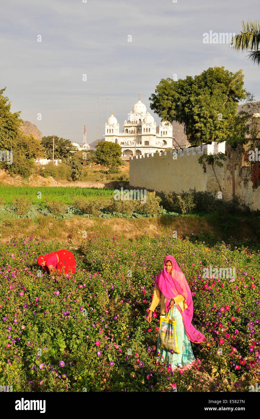 Flower pickers, Pushkar, Rajasthan, India Stock Photo Alamy
