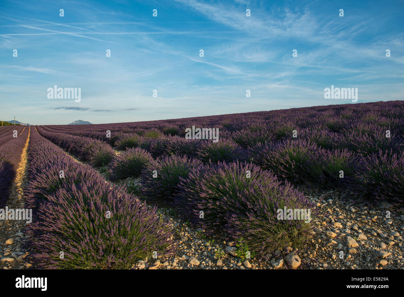 Lavender field in evening light, Plateau de Valensole in Valensole, Provence, Provence-Alpes-Côte d&#39;Azur, France Stock Photo