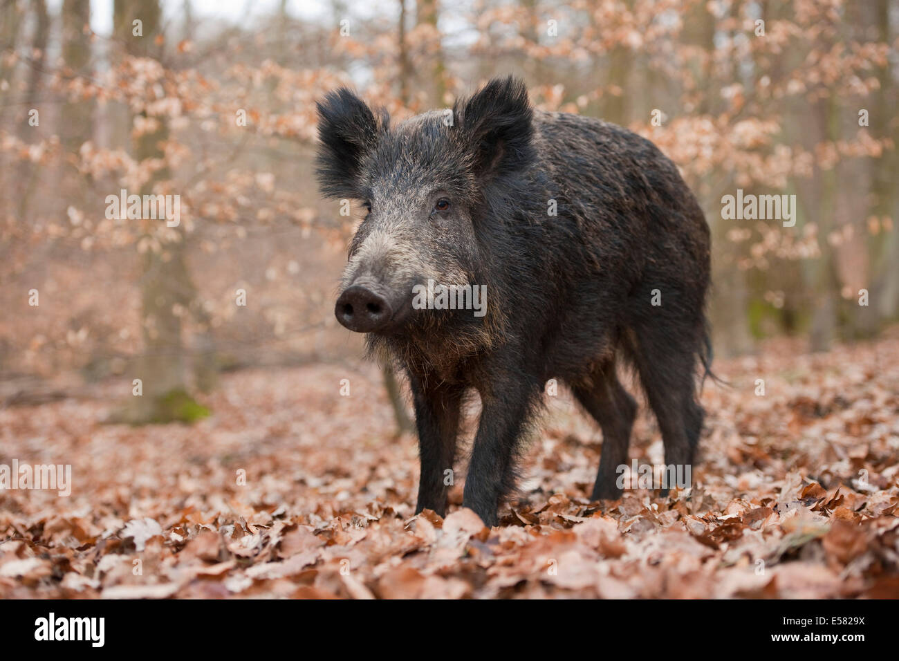 Wild Boar (Sus scrofa), wild sow, captive, North Rhine-Westphalia, Germany Stock Photo