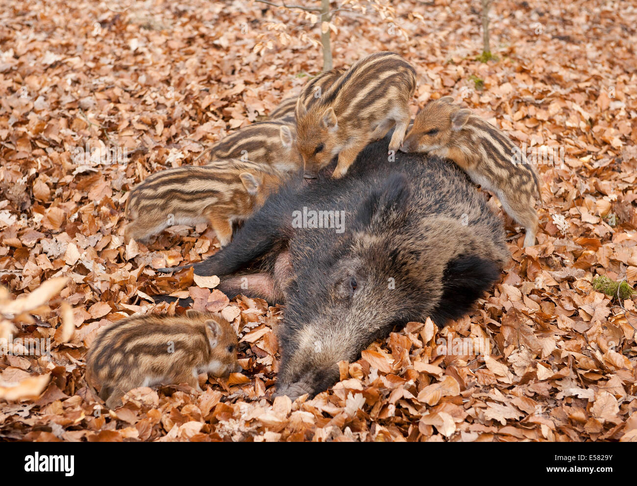Wild Boars (Sus scrofa), sow with suckling piglets, captive, North Rhine-Westphalia, Germany Stock Photo
