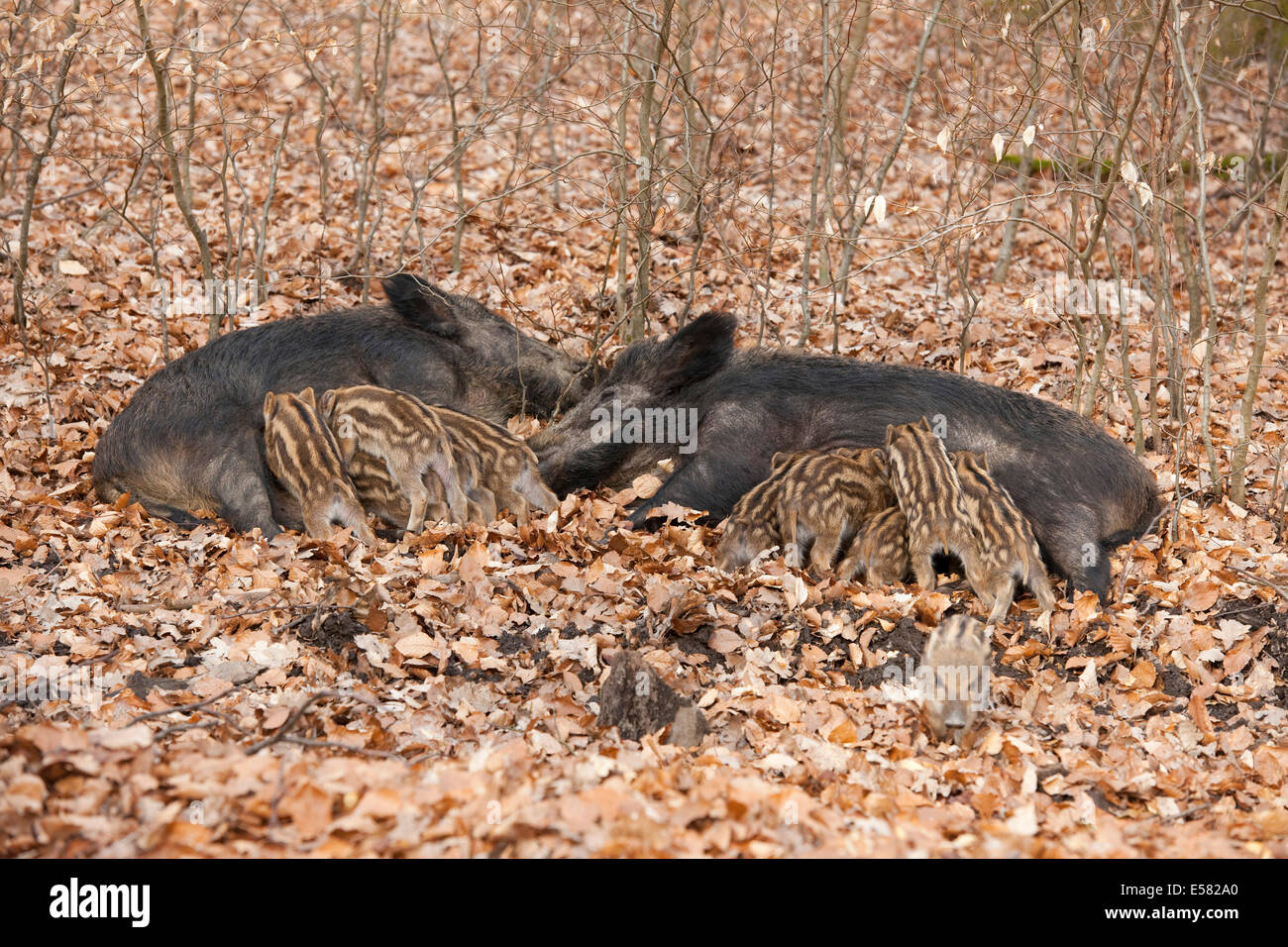 Wild Boars (Sus scrofa), two sows with suckling piglets, captive, North Rhine-Westphalia, Germany Stock Photo