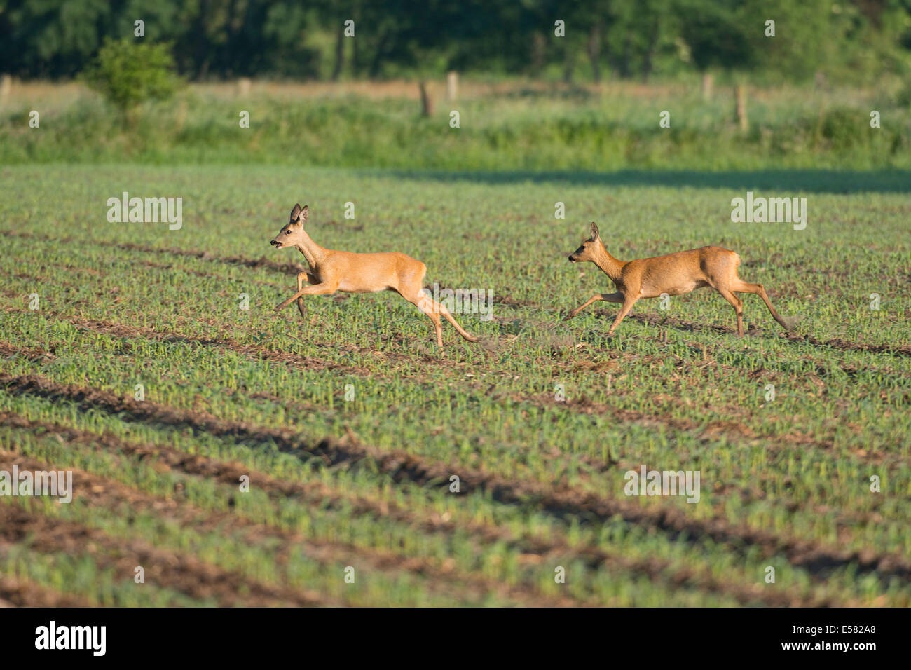 Two young European Roe Deer (Capreolus capreolus) running over a field, playfully, Lower Saxony, Germany Stock Photo