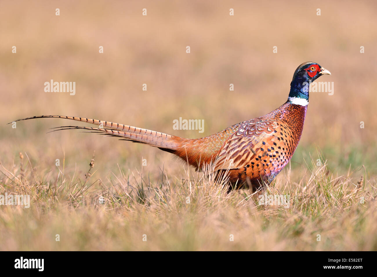 Pheasant (Phasianus colchicus) on a meadow in autumn, Kujawy-Pomerania Province, Poland Stock Photo