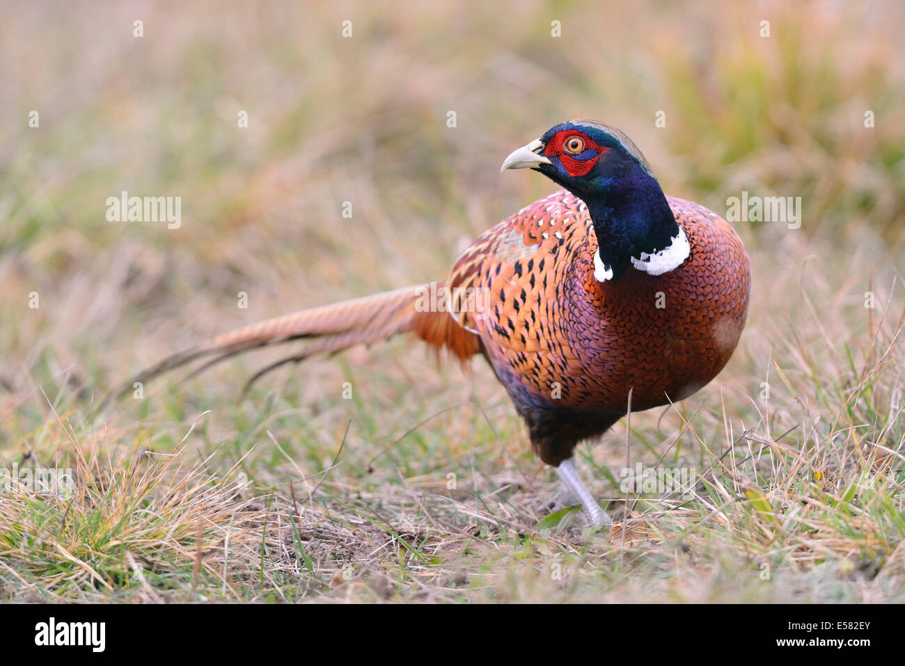 Pheasant (Phasianus colchicus) on a meadow in autumn, Kujawy-Pomerania Province, Poland Stock Photo