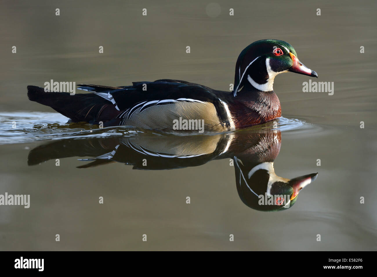 Wood Duck (Aix sponsa), escaped animal, Saxony, Germany Stock Photo