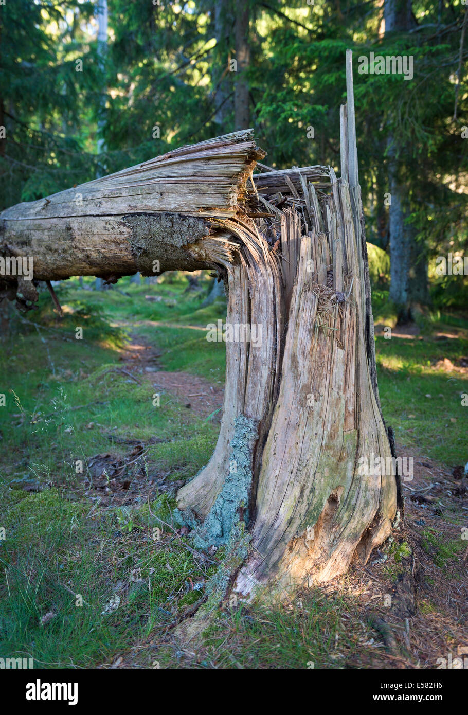 Bent Pine (Pinus sp.), Rumskulla, Smaland, Sweden Stock Photo