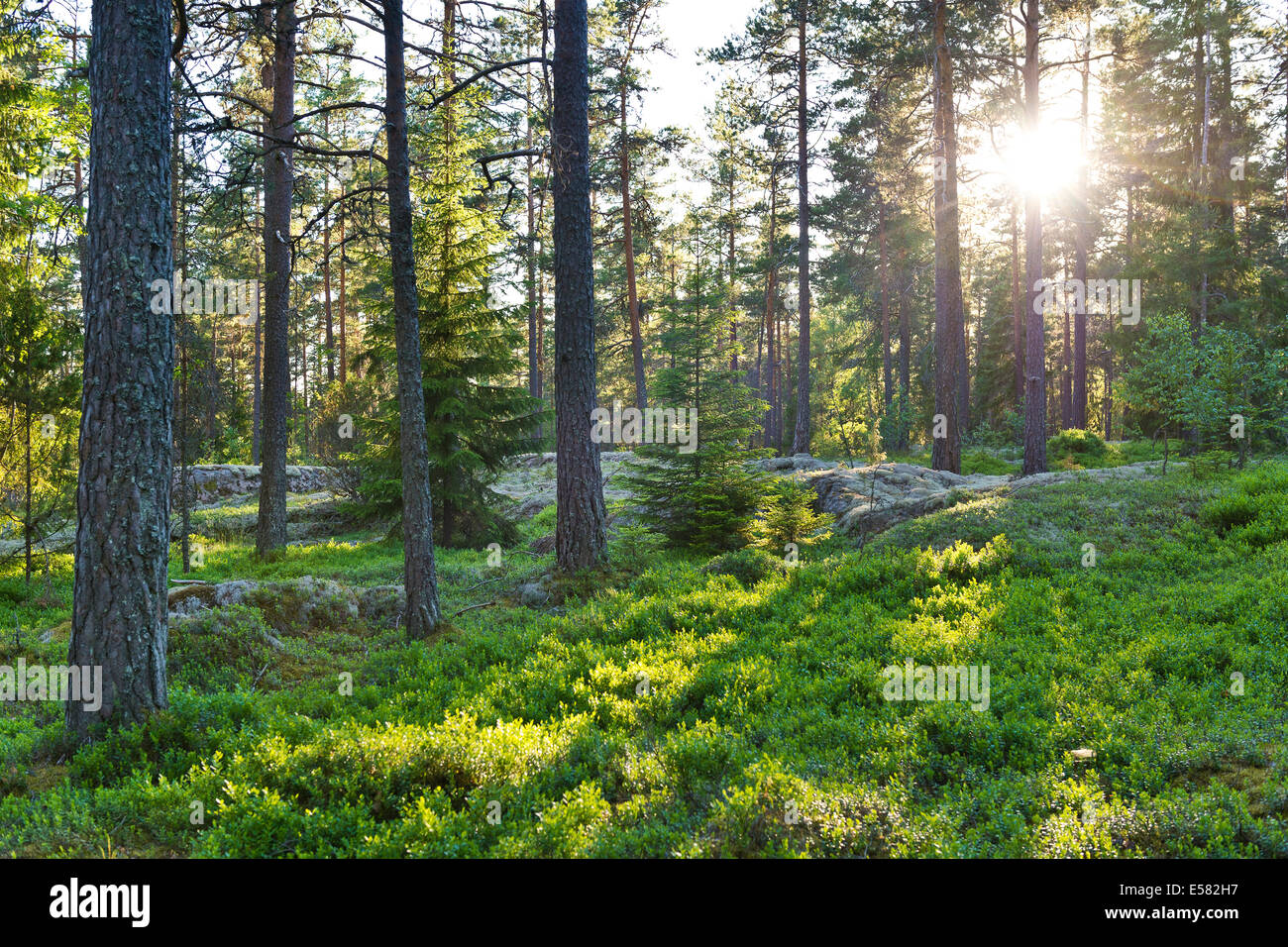 Pine forest, low sun, Rumskulla, Smaland, Sweden Stock Photo