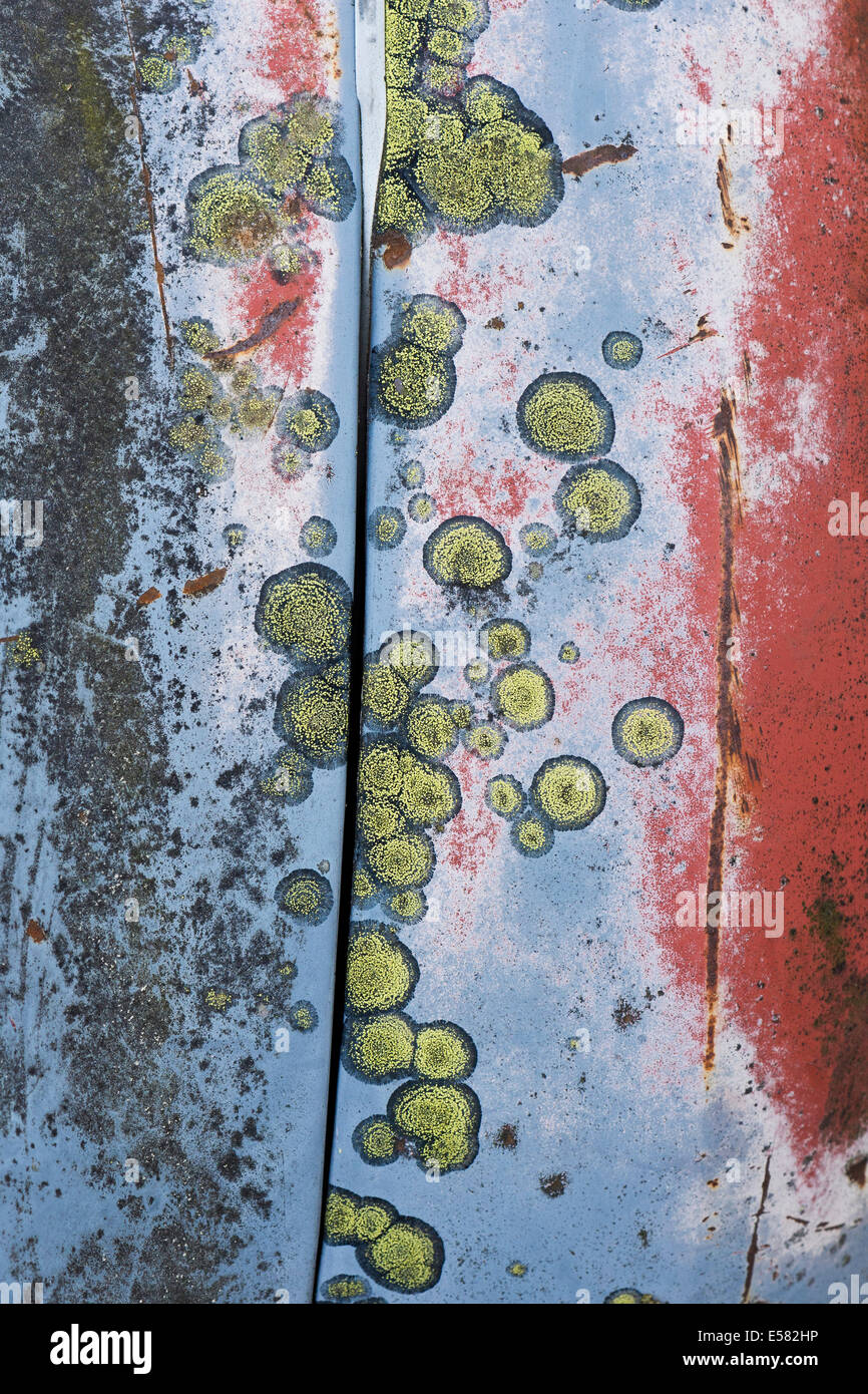 Rust, scratches and lichen on car body, Kyrkö Mosse junkyard, Ryd, Tingsryd, Kronoberg County, Sweden Stock Photo