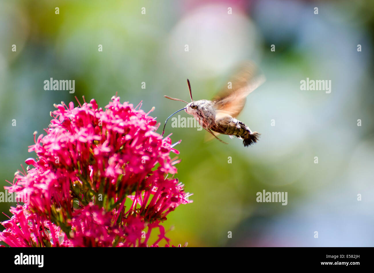 Hummingbird Hawk-Moth (Macroglossum stellatarum) Stock Photo